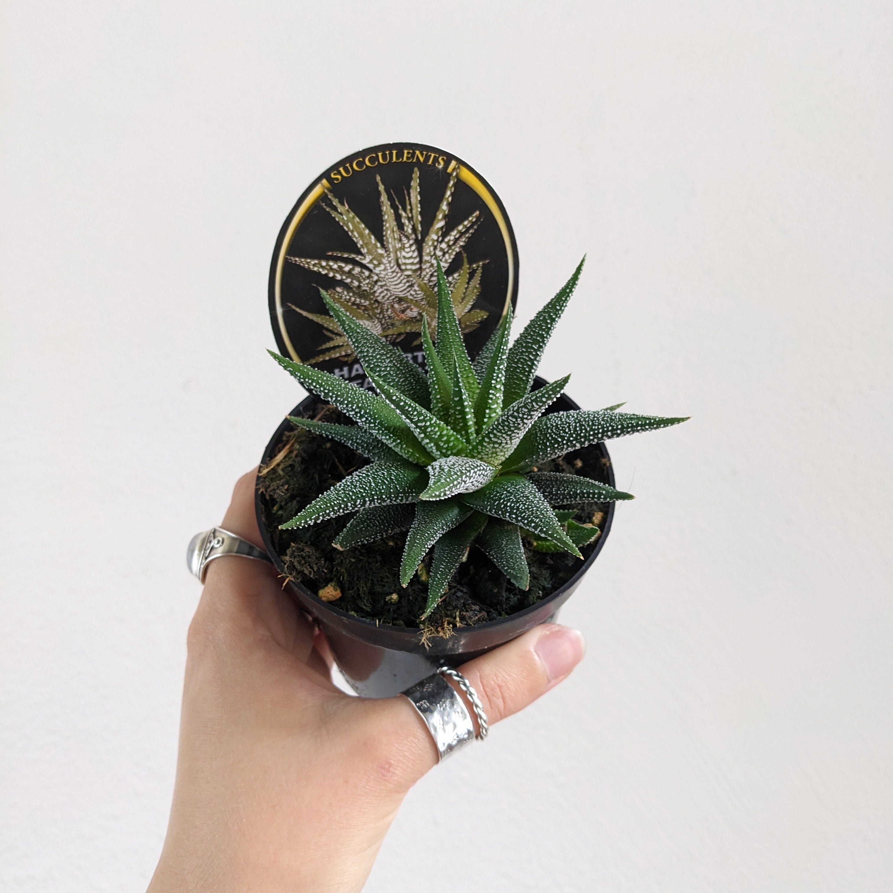 Haworthia Fasciata - 9.5cm pot
